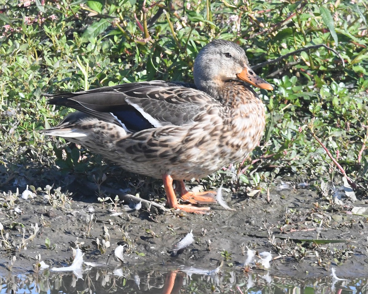 Mallard - ML608830847