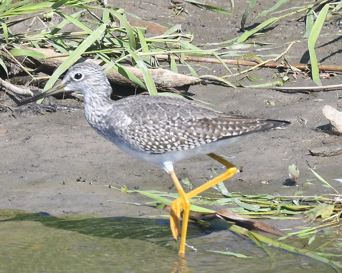 Greater Yellowlegs - ML608830885