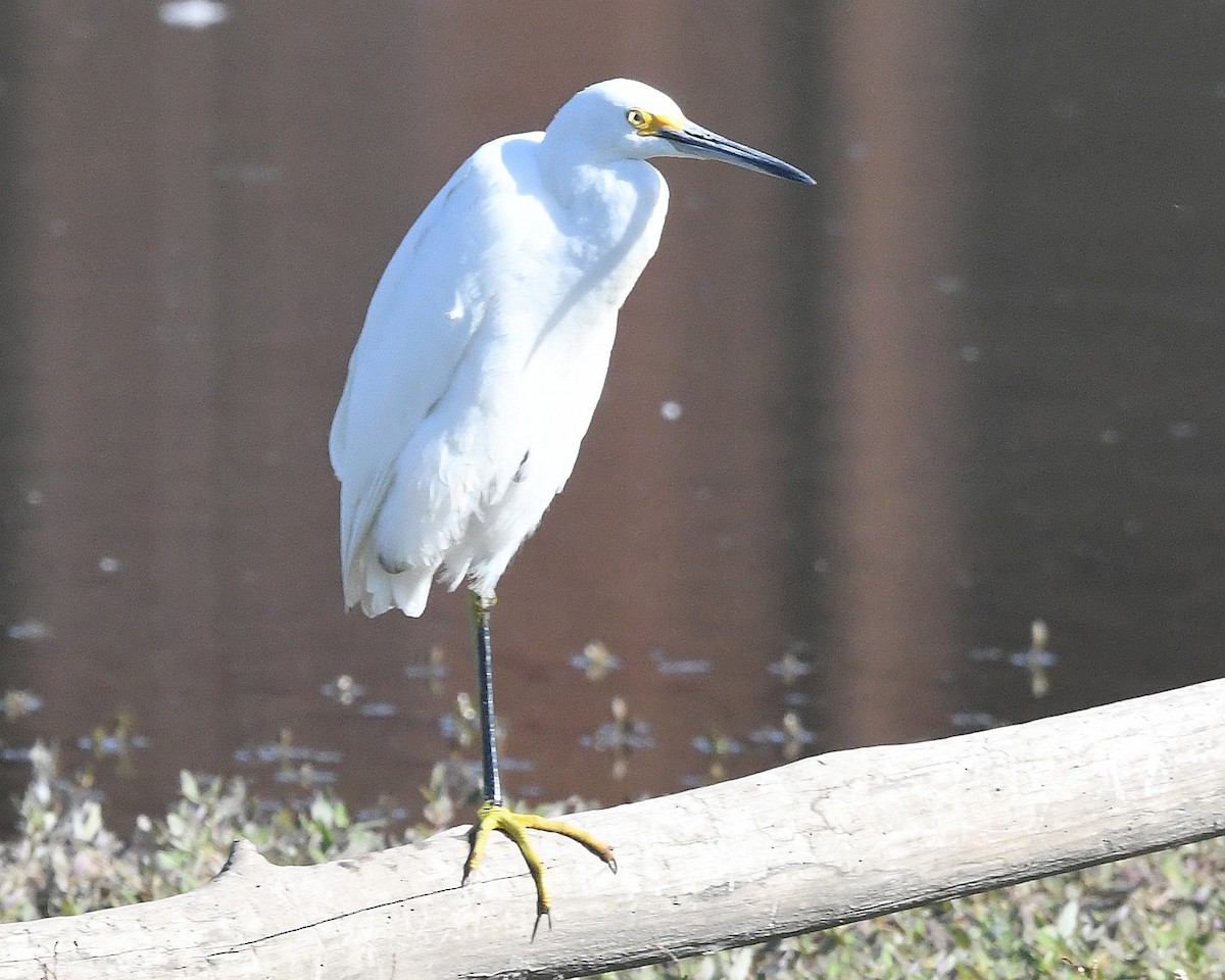 Snowy Egret - ML608830924