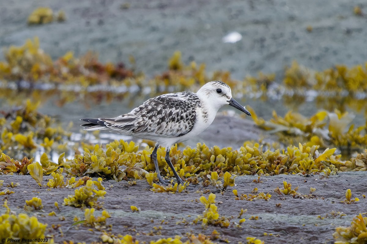 Bécasseau sanderling - ML608830993