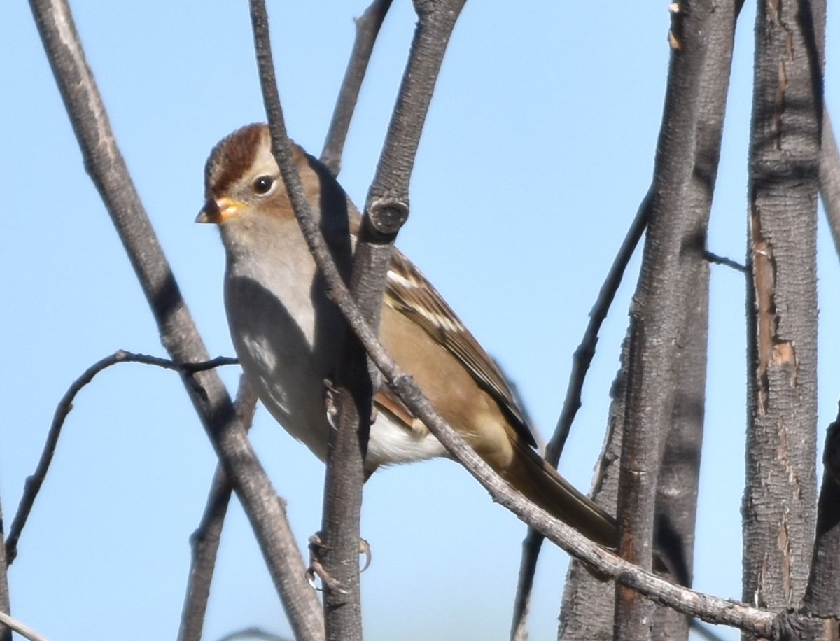 White-crowned Sparrow - ML608831115