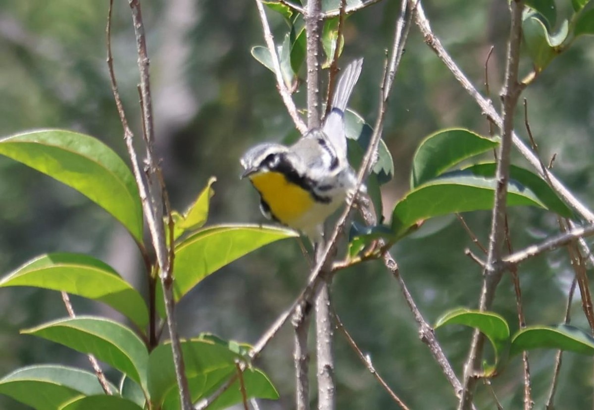Yellow-throated Warbler - ML608831120