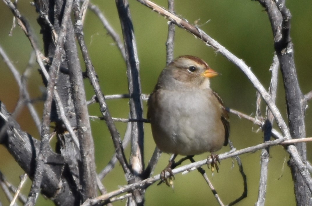 White-crowned Sparrow - ML608831150