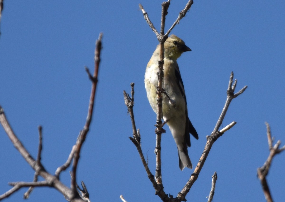 American Goldfinch - Alec Andrus