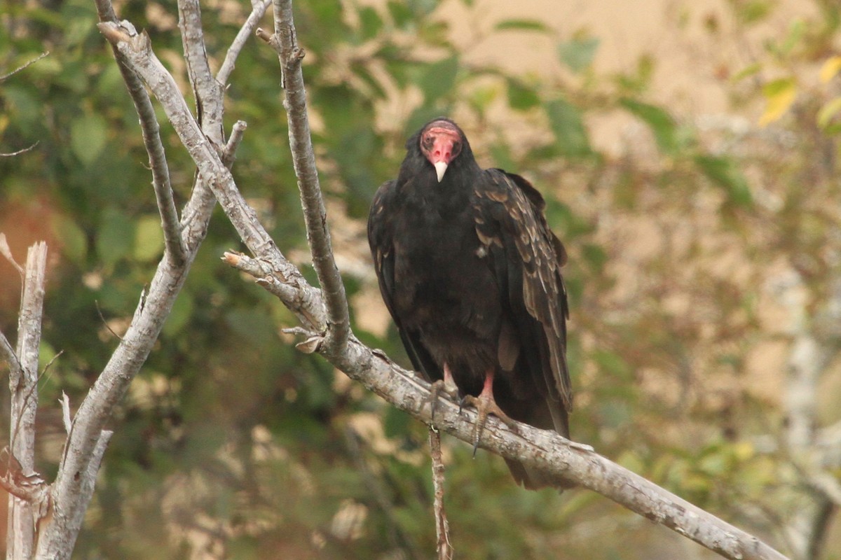 Turkey Vulture - ML608831315