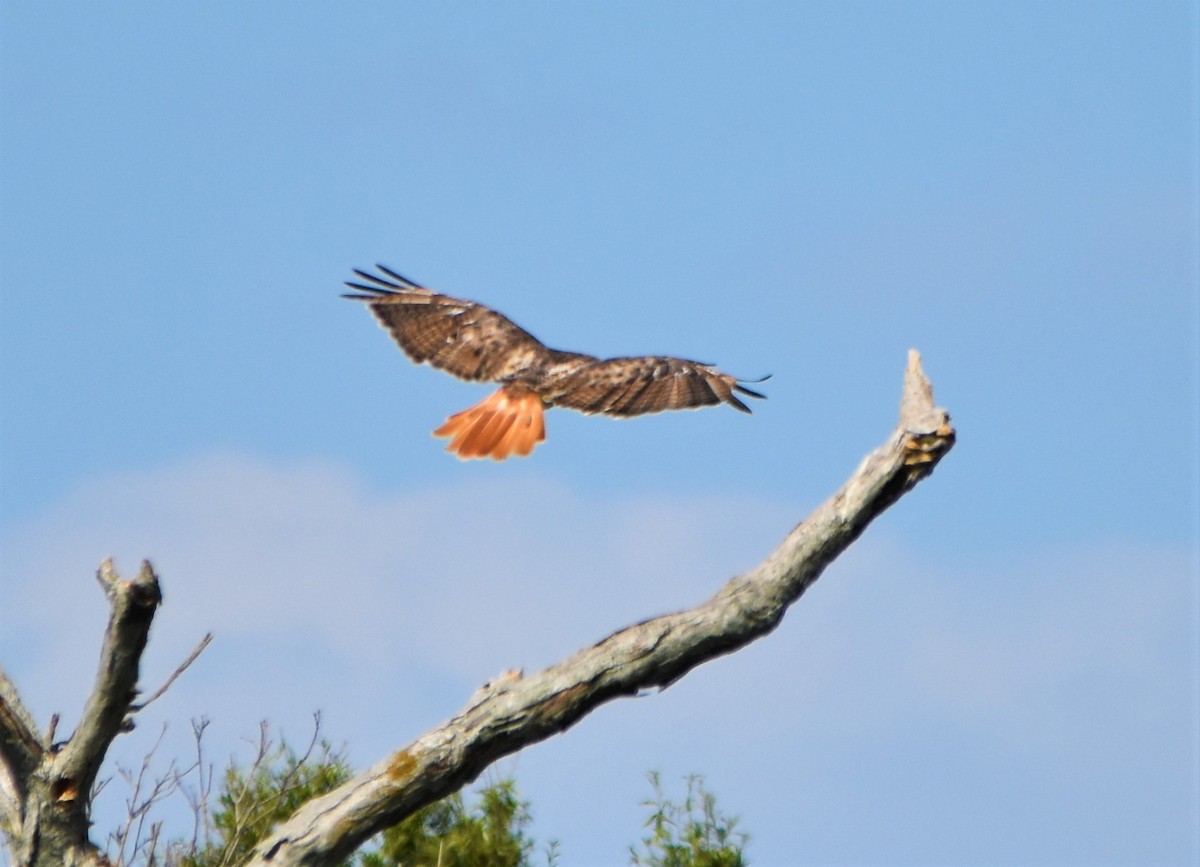 Red-tailed Hawk (borealis) - ML608831451