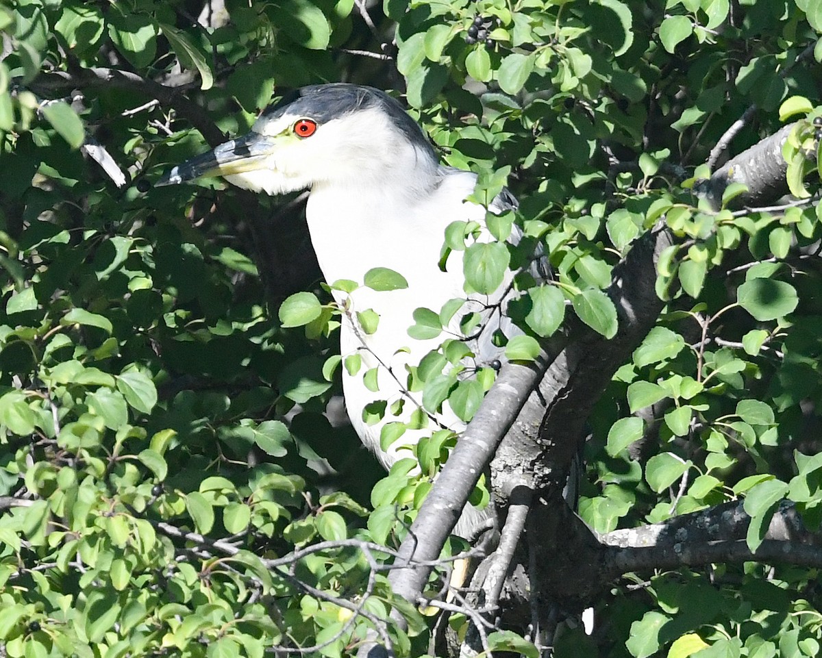 Black-crowned Night Heron - ML608831464