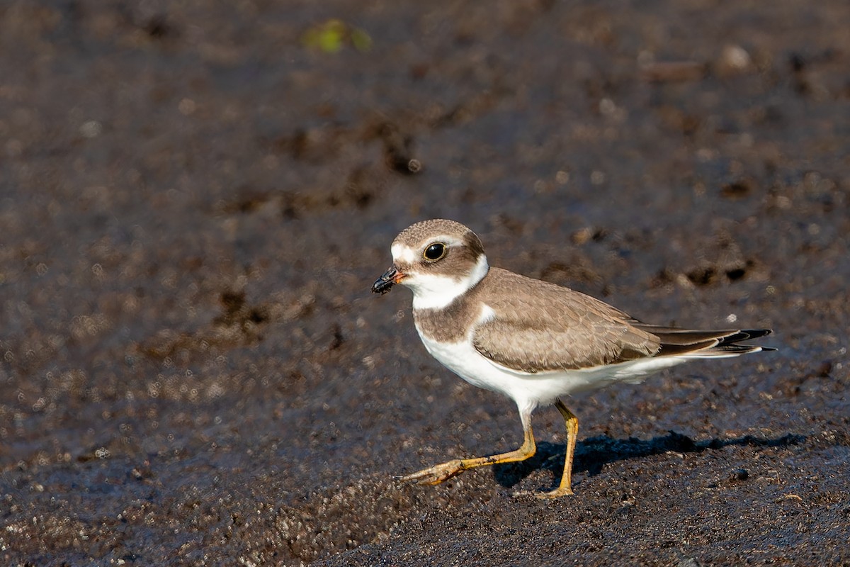 Semipalmated Plover - ML608831498