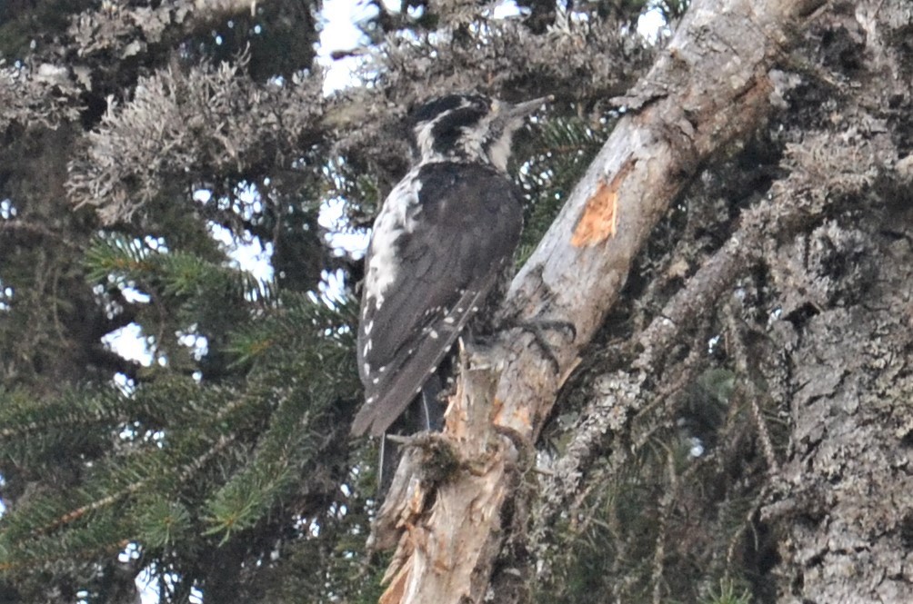 Eurasian Three-toed Woodpecker (Eurasian) - ML608831529