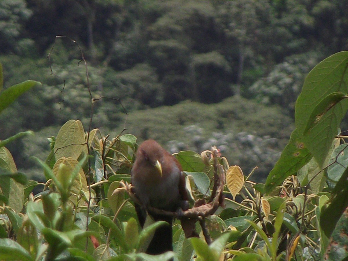 Squirrel Cuckoo - ML608831544