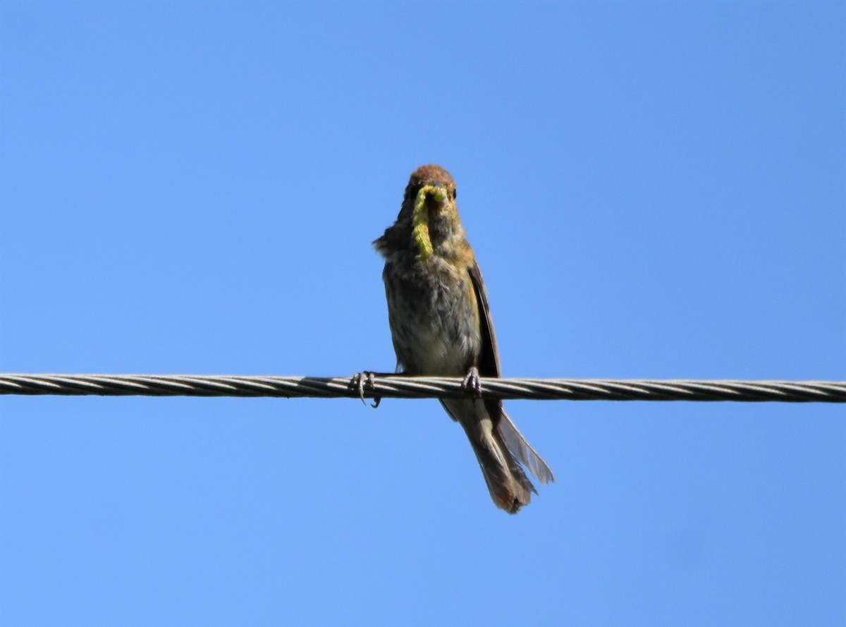 Indigo Bunting - ML608831586