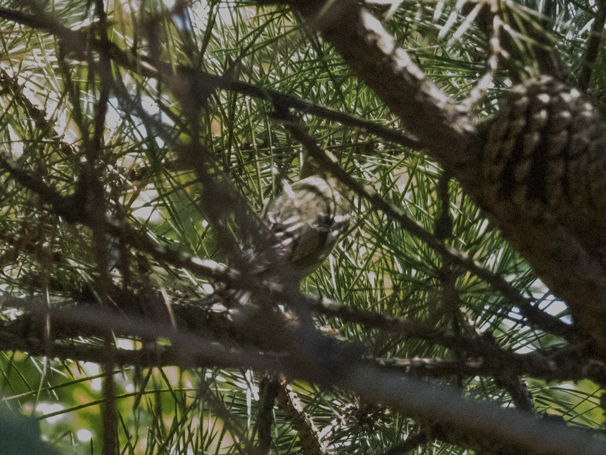 Bay-breasted/Blackpoll Warbler - ML608831727