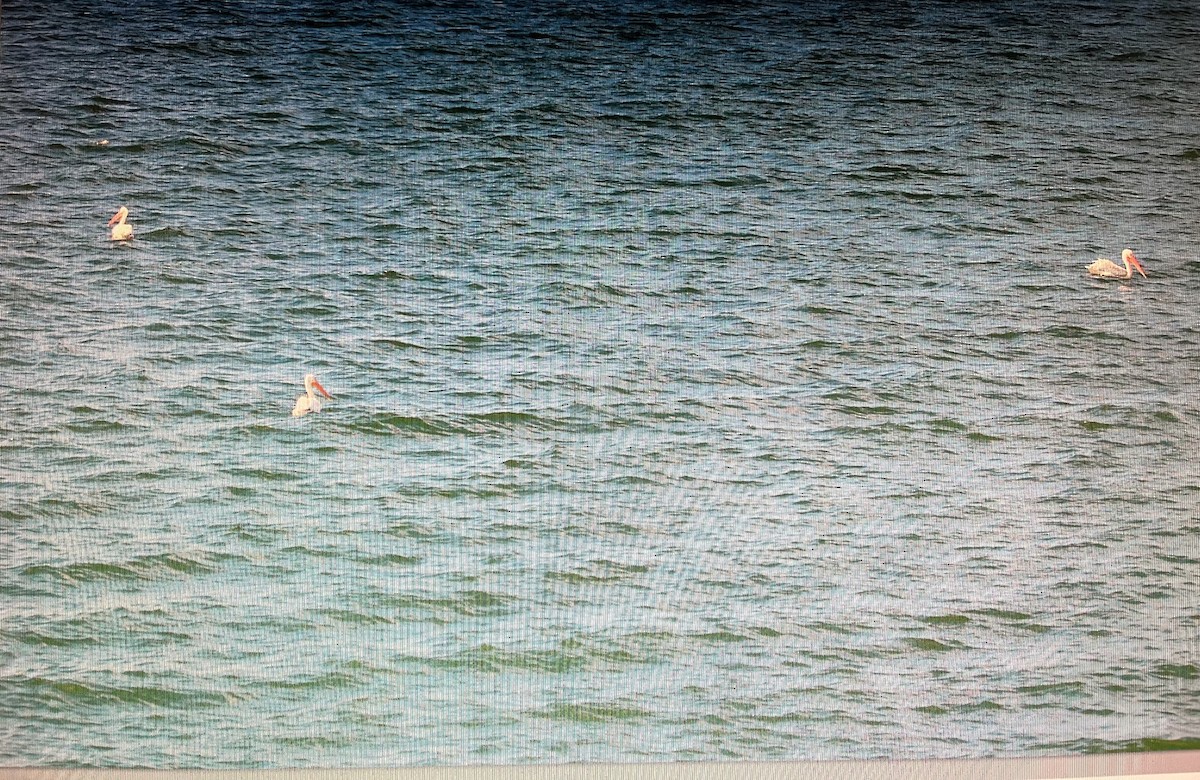 American White Pelican - ML608831810