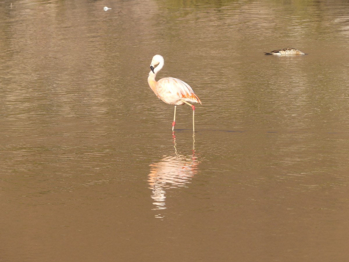Şili Flamingosu - ML608831813