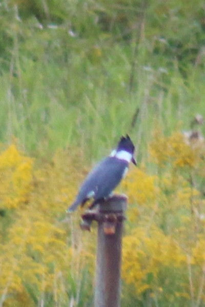 Belted Kingfisher - ML608831948