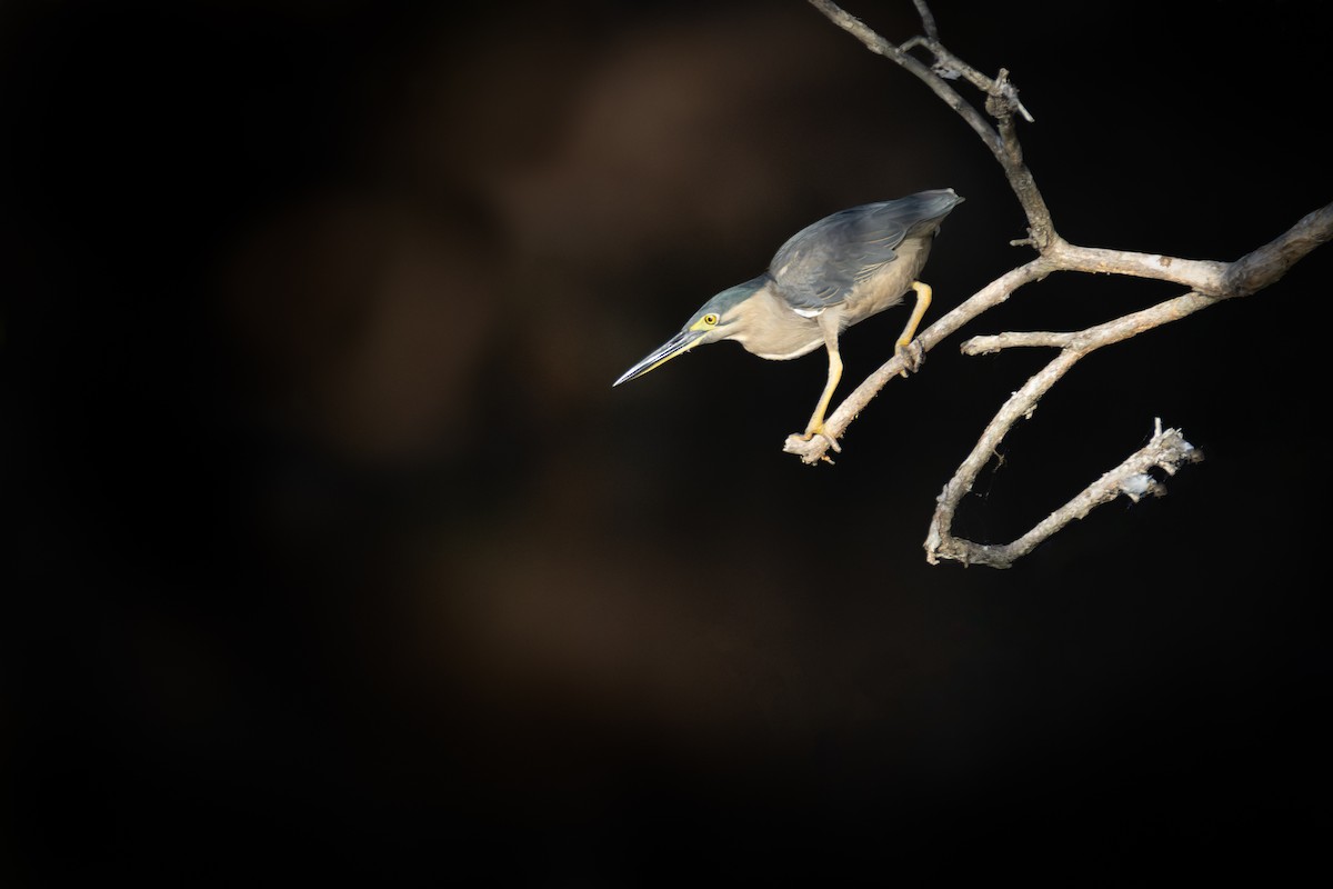 Little Heron - ML608831980