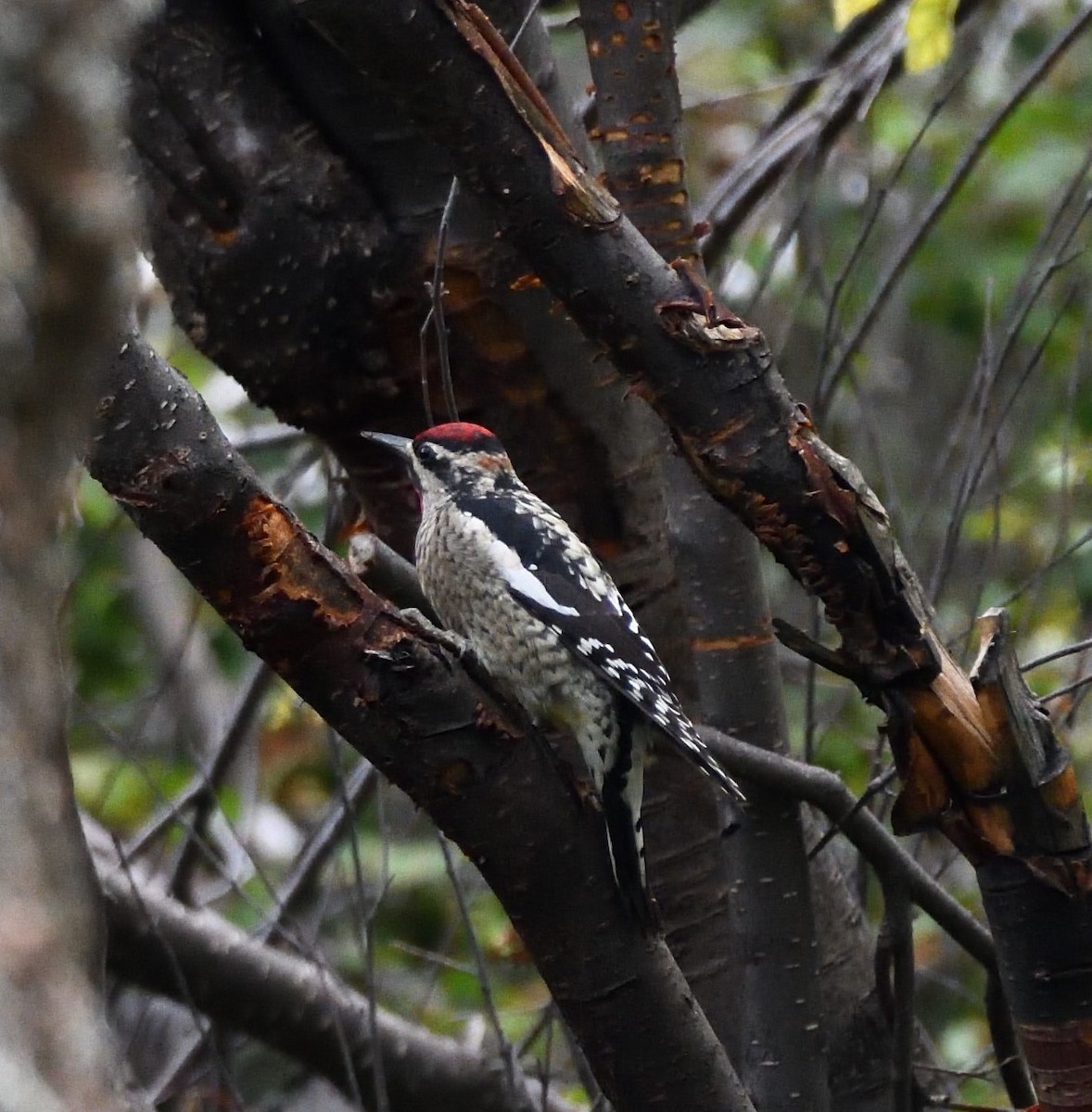 Red-naped Sapsucker - ML608832011