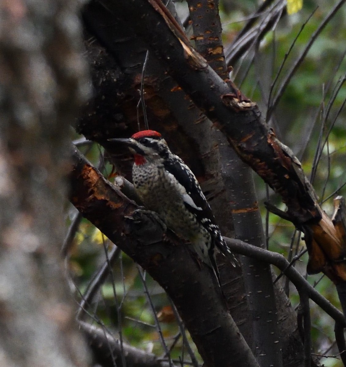 Red-naped Sapsucker - ML608832012
