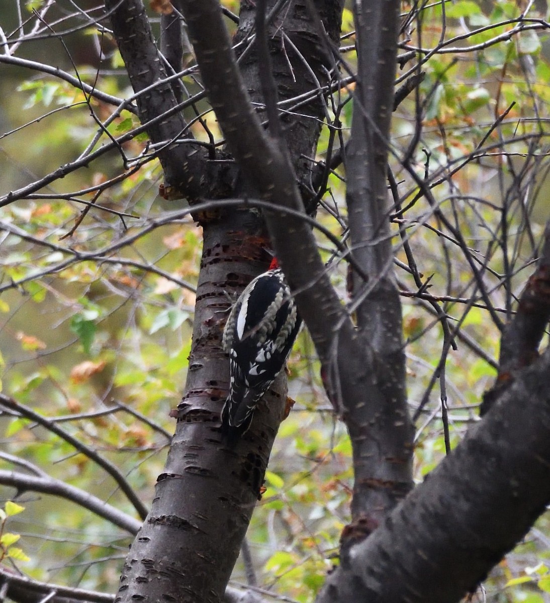 Red-naped Sapsucker - ML608832013