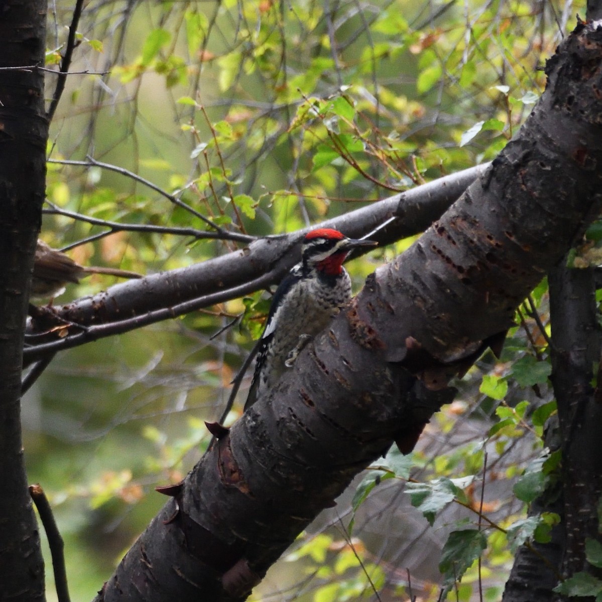 Red-naped Sapsucker - ML608832014