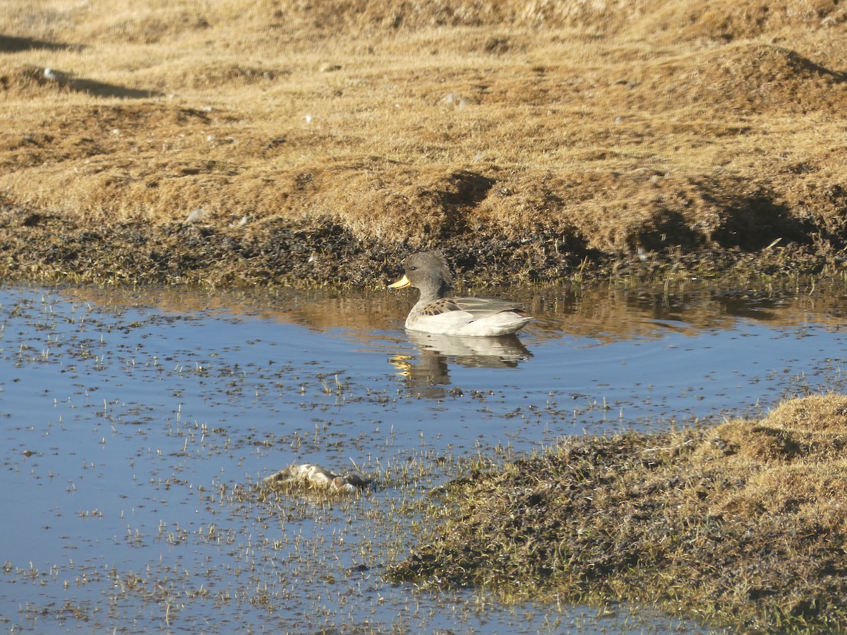 Yellow-billed Teal - Juan Mauricio Contreras