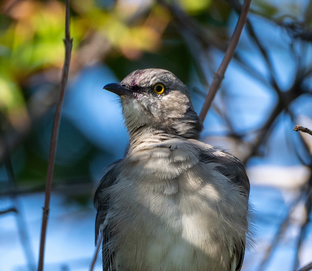 Northern Mockingbird - ML608832030