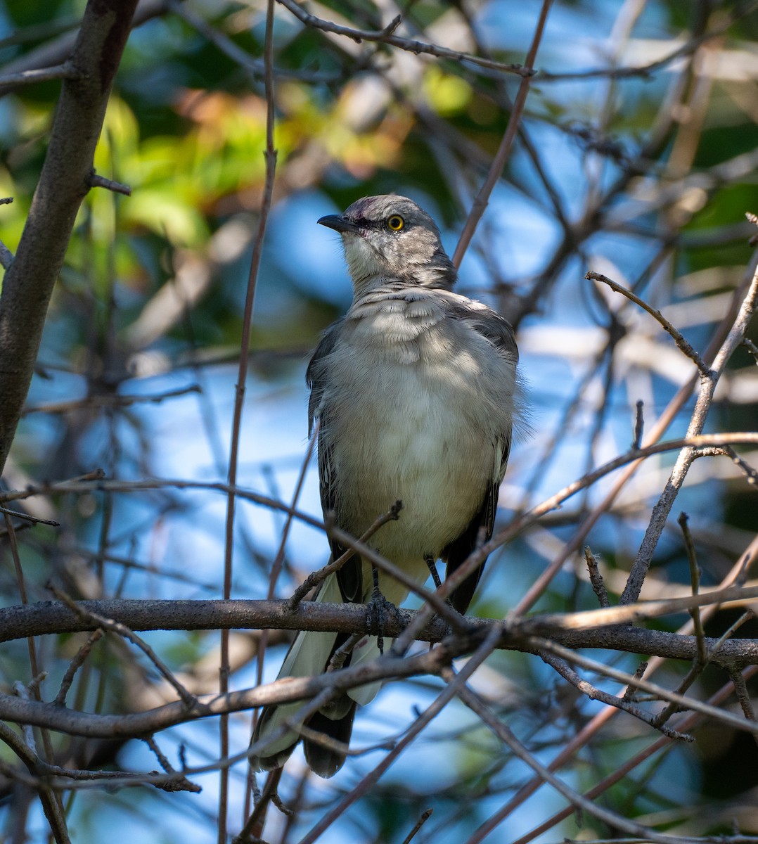 Northern Mockingbird - Scott Murphy