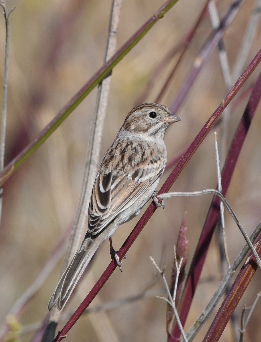 Brewer's Sparrow - ML608832092