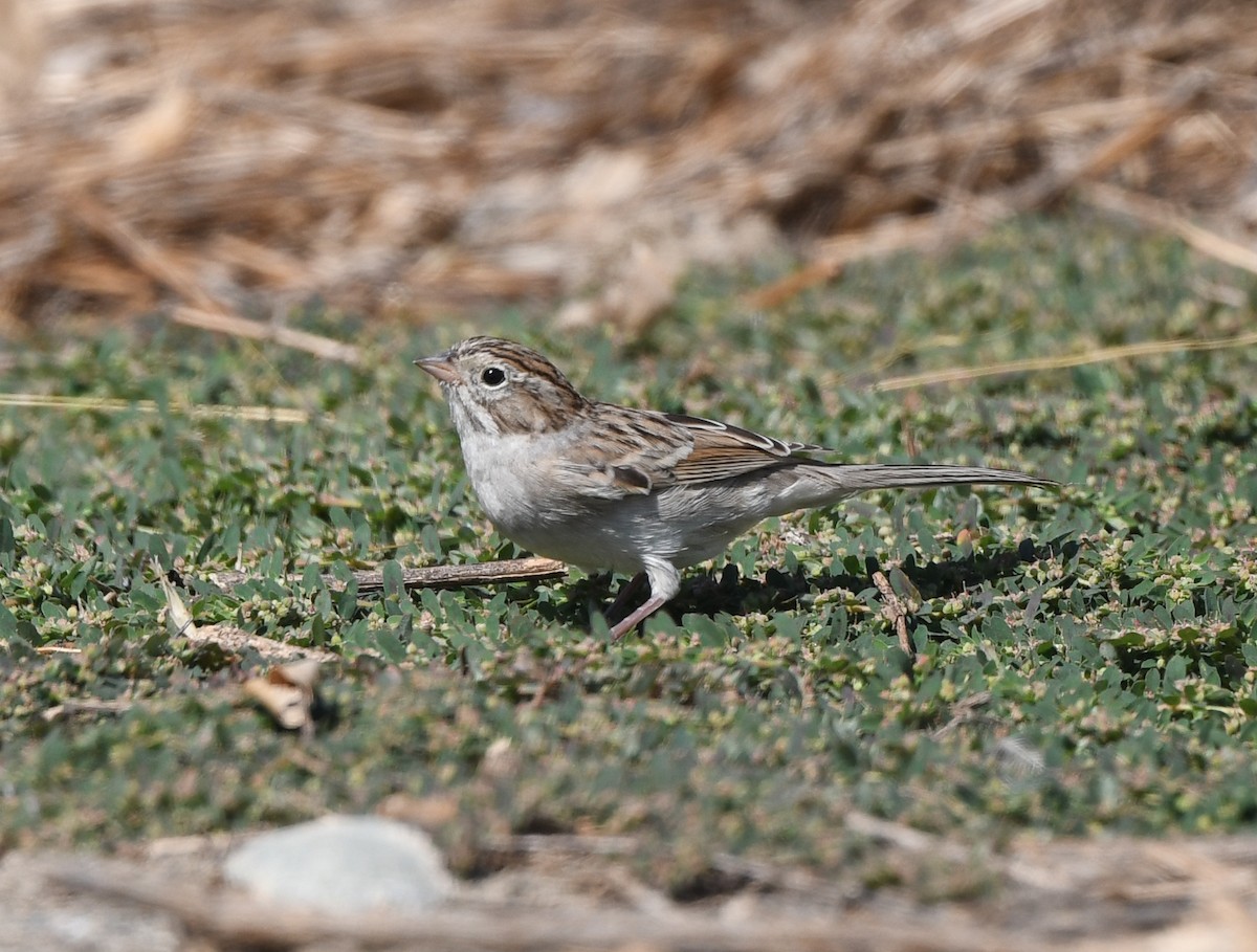 Brewer's Sparrow - ML608832097