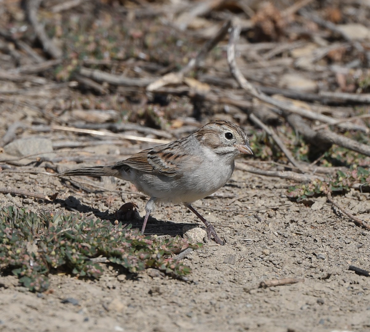 Brewer's Sparrow - ML608832104