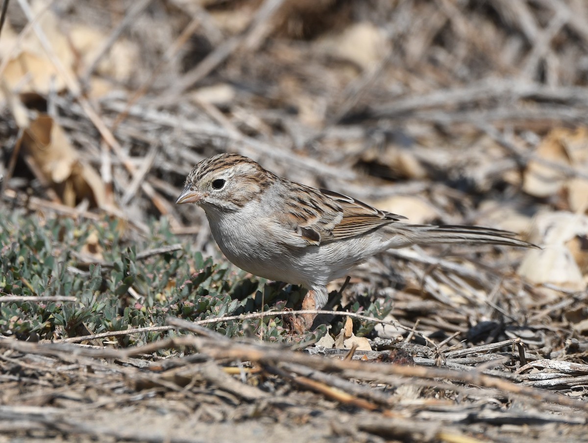 Brewer's Sparrow - ML608832105