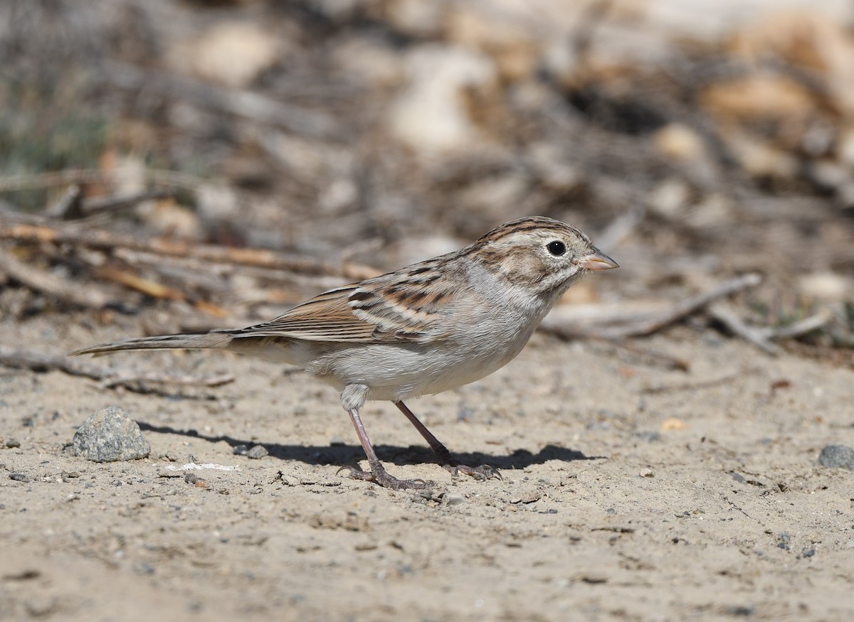 Brewer's Sparrow - ML608832109