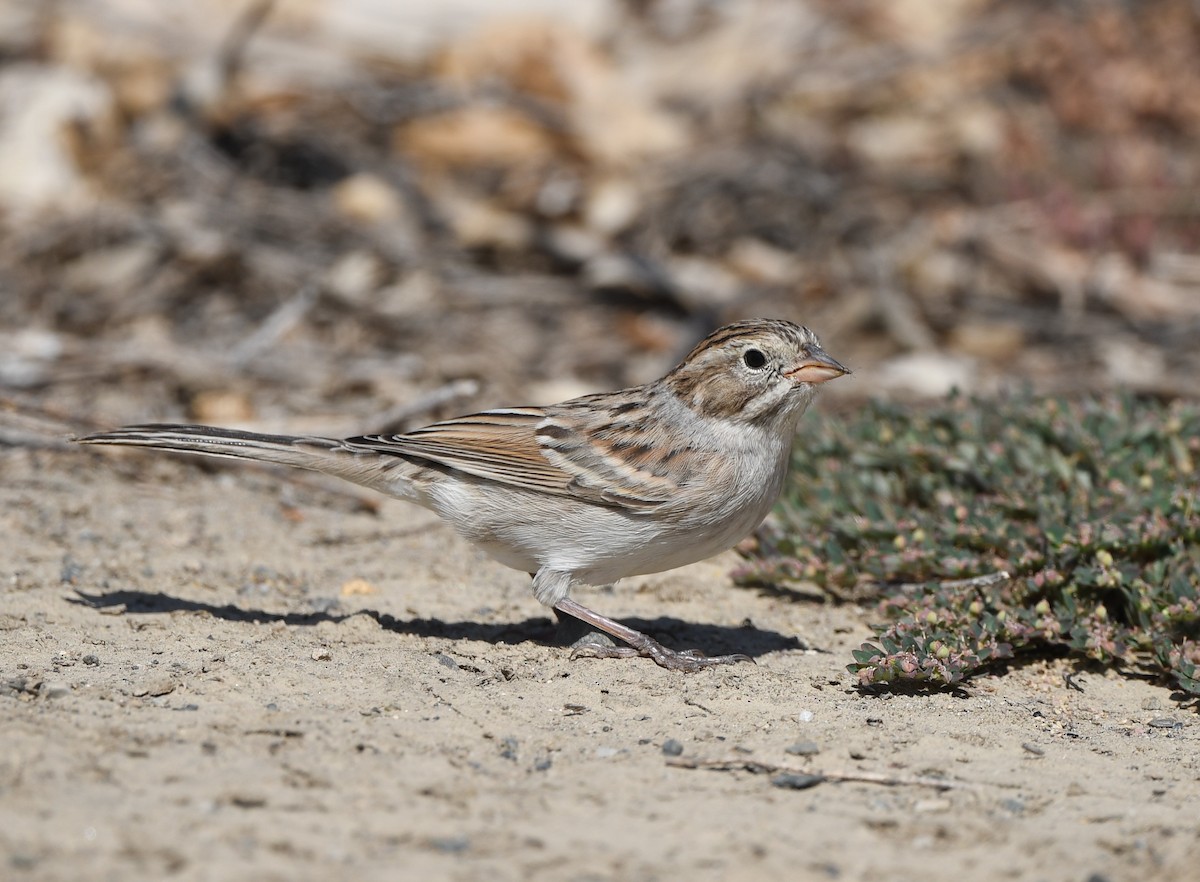 Brewer's Sparrow - ML608832116