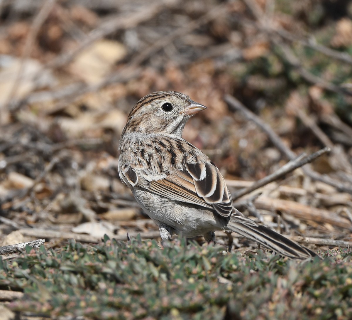 Brewer's Sparrow - ML608832137