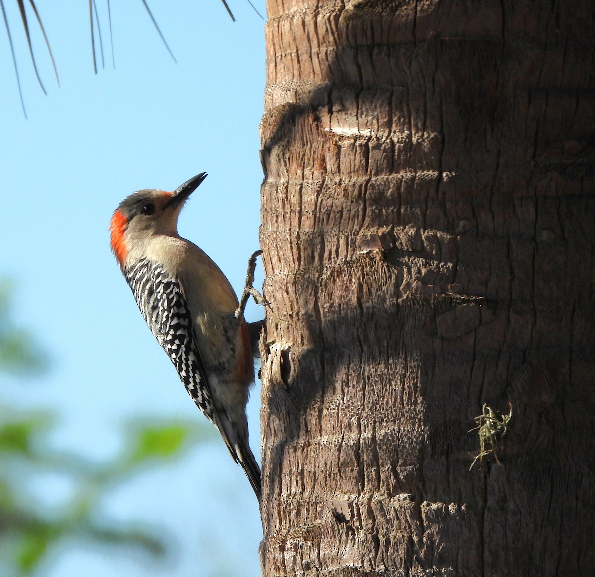 Red-bellied Woodpecker - ML608832172