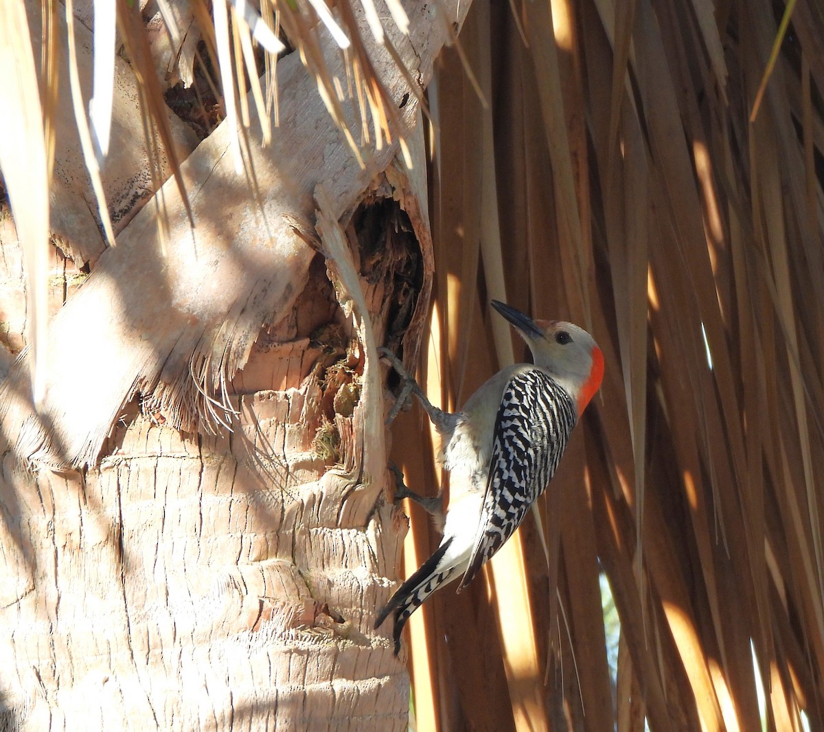 Red-bellied Woodpecker - ML608832176