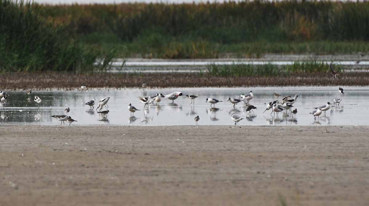 Caspian Tern - ML608832368