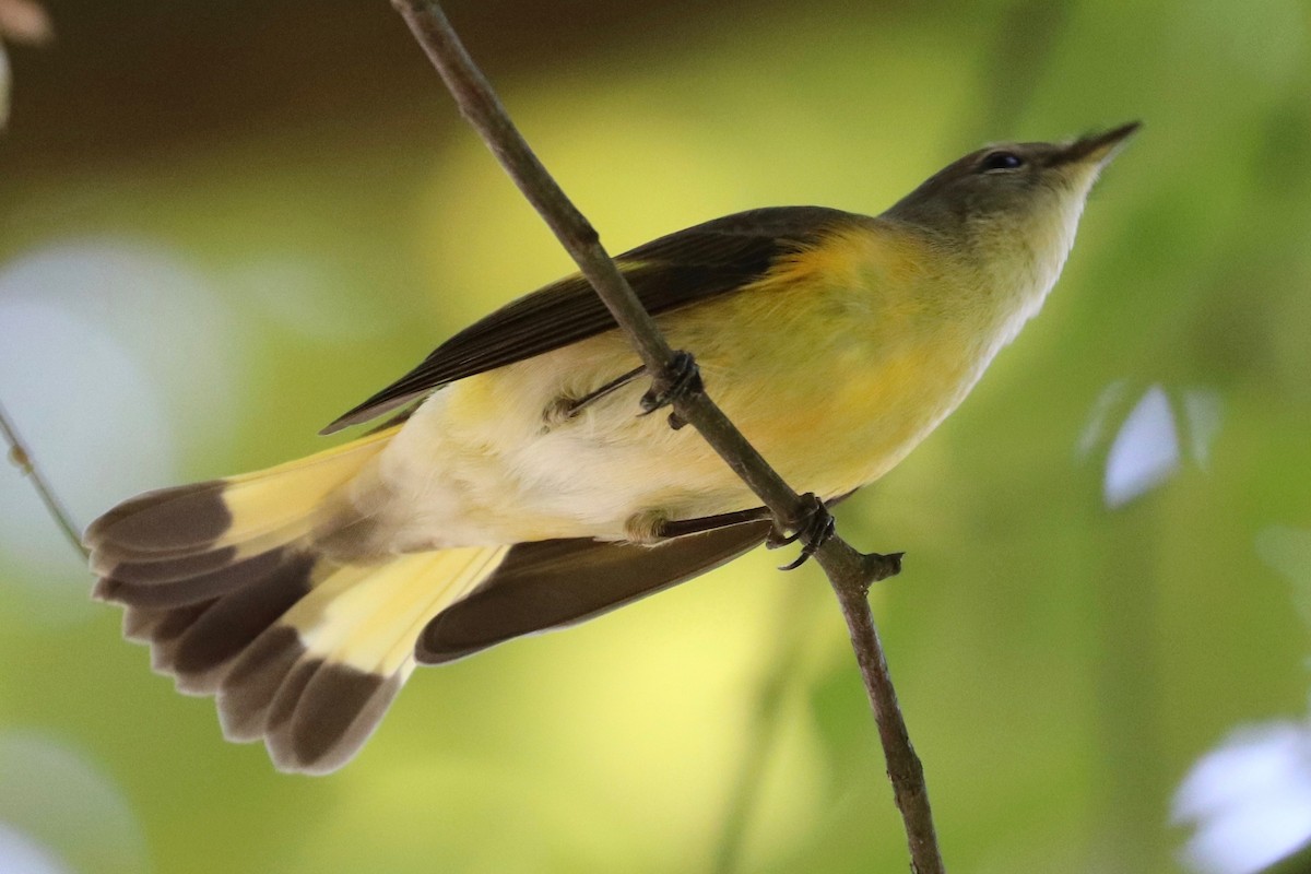 American Redstart - ML608832393