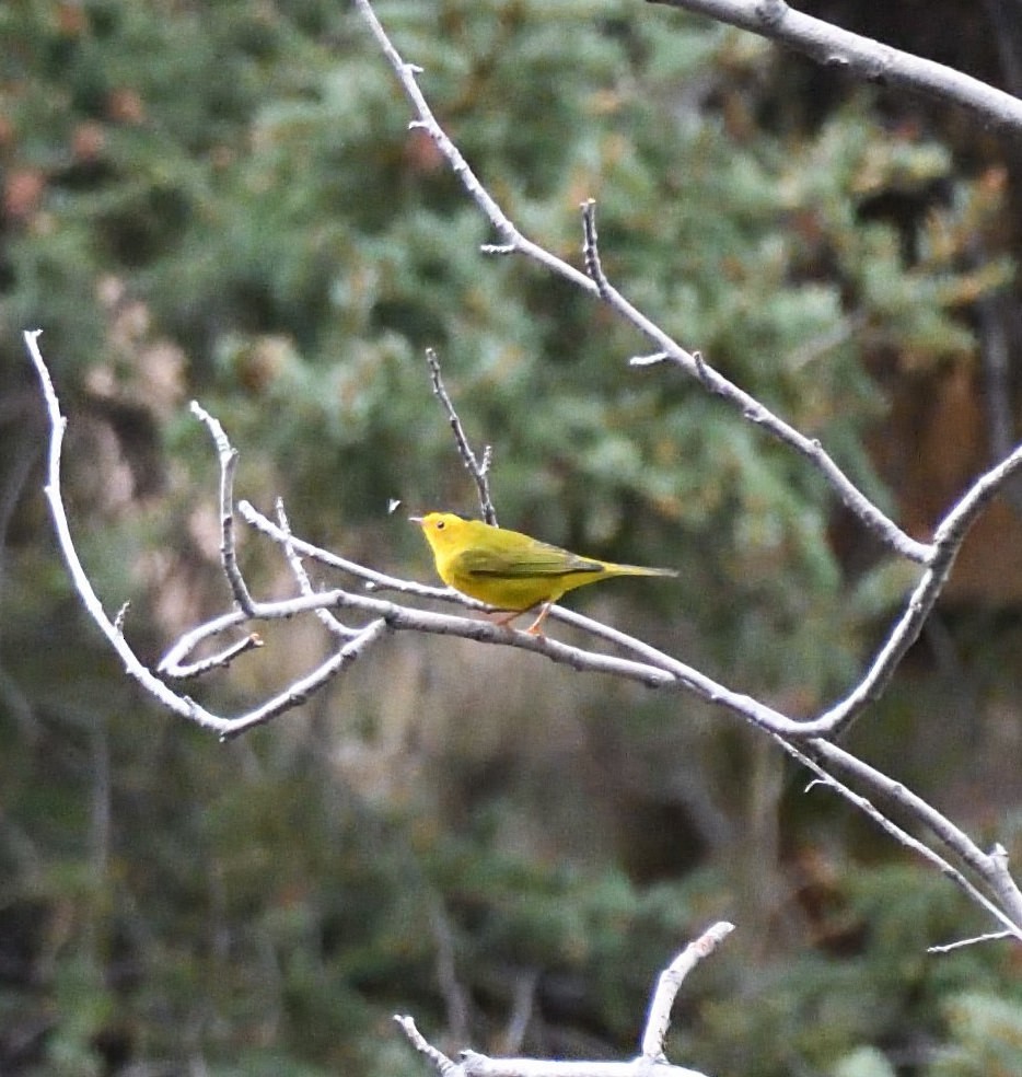 Wilson's Warbler - ML608832531