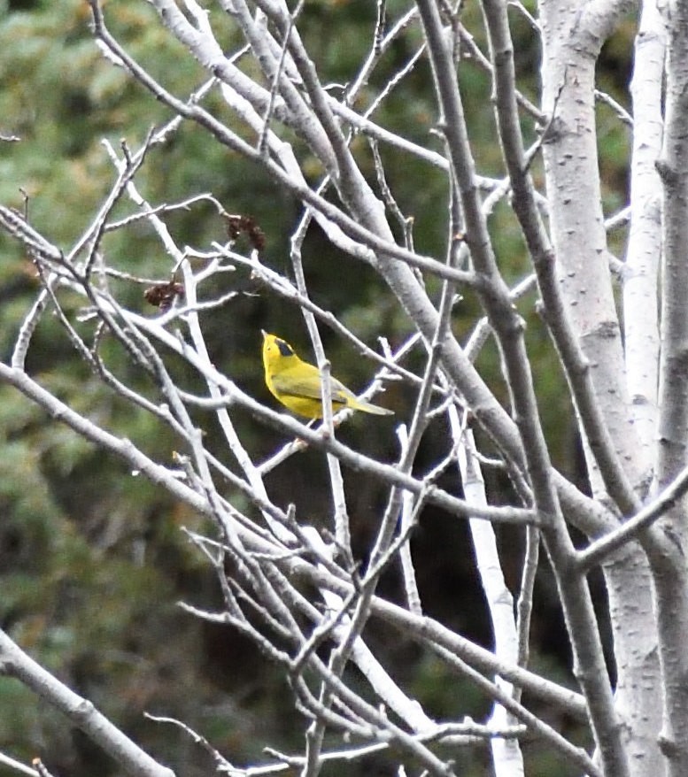 Wilson's Warbler - ML608832532