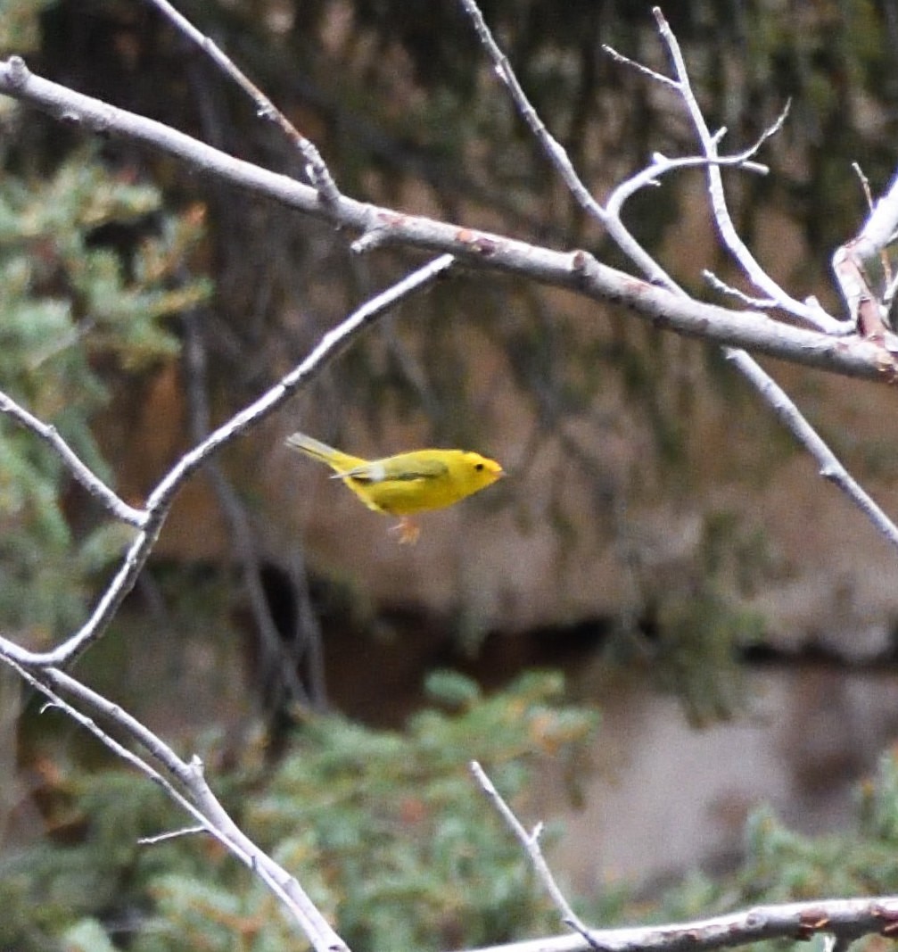 Wilson's Warbler - ML608832533