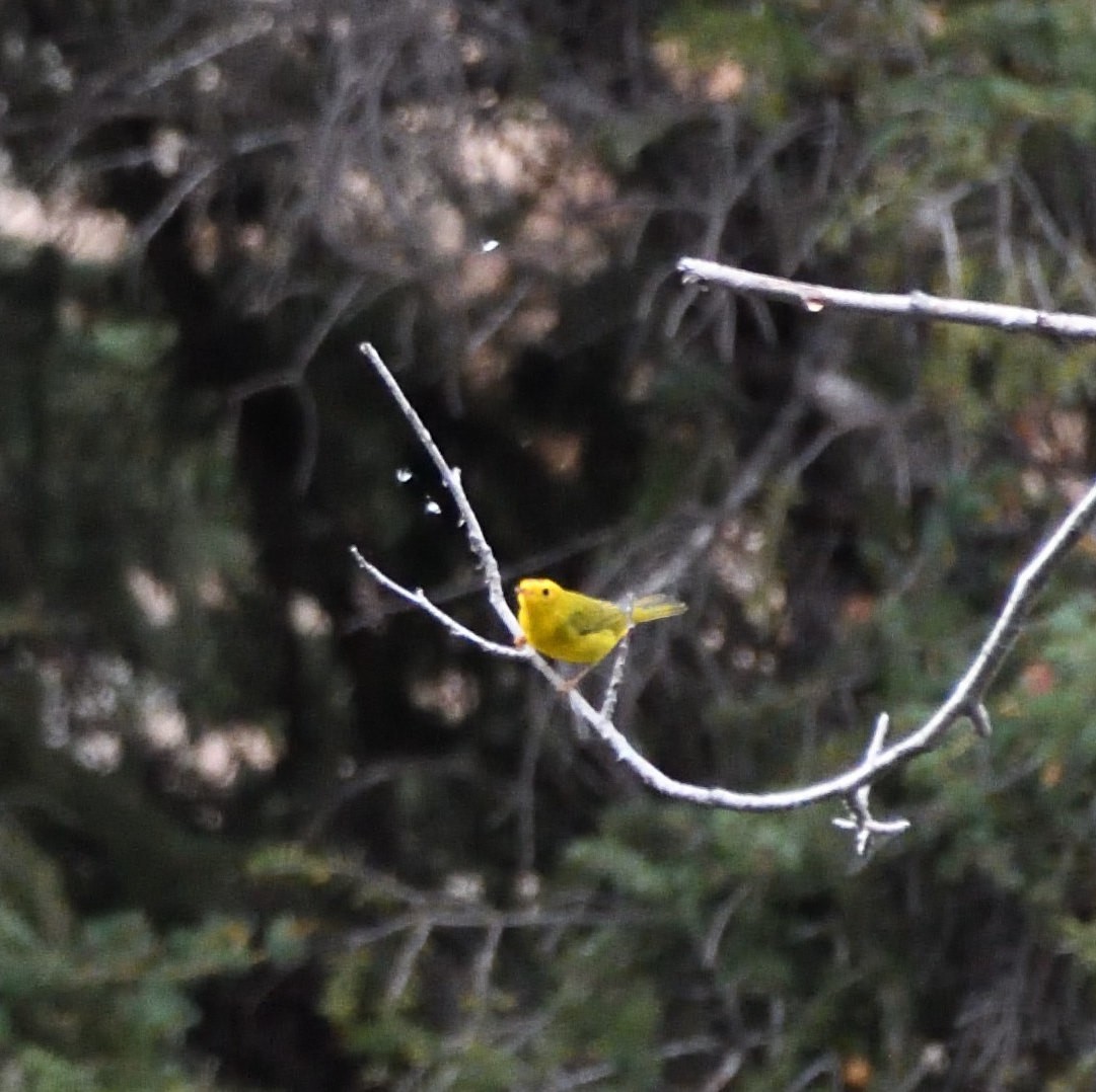Wilson's Warbler - ML608832534