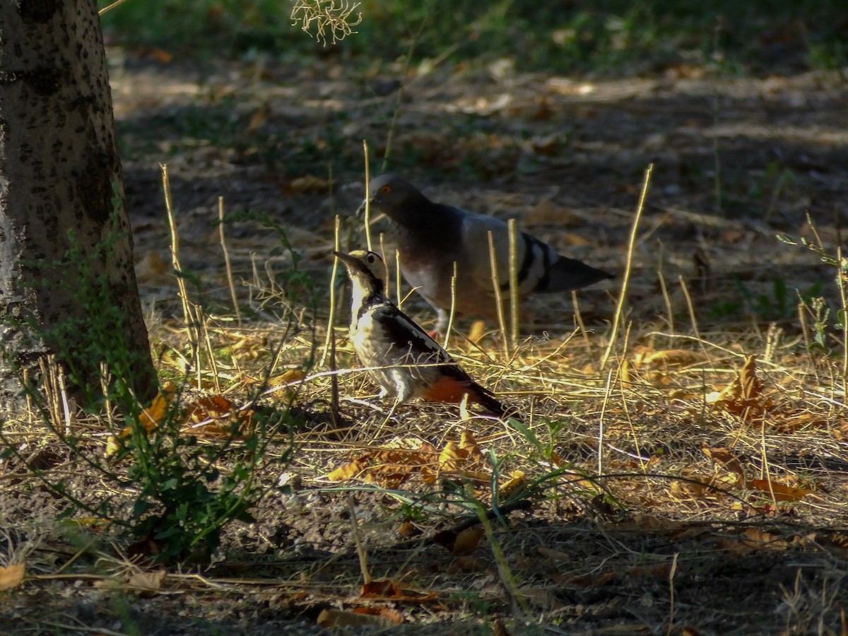 Syrian Woodpecker - ML608832551