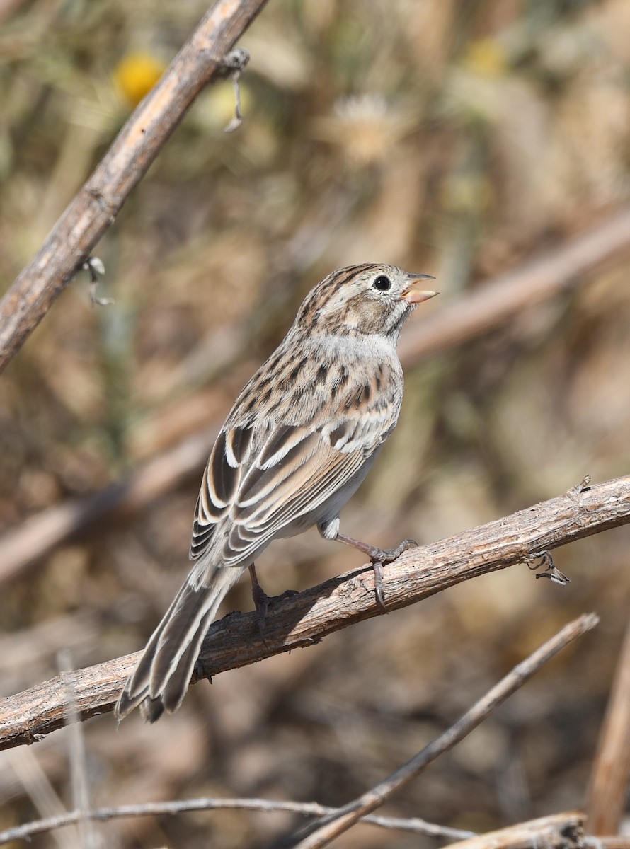 Brewer's Sparrow - ML608832592