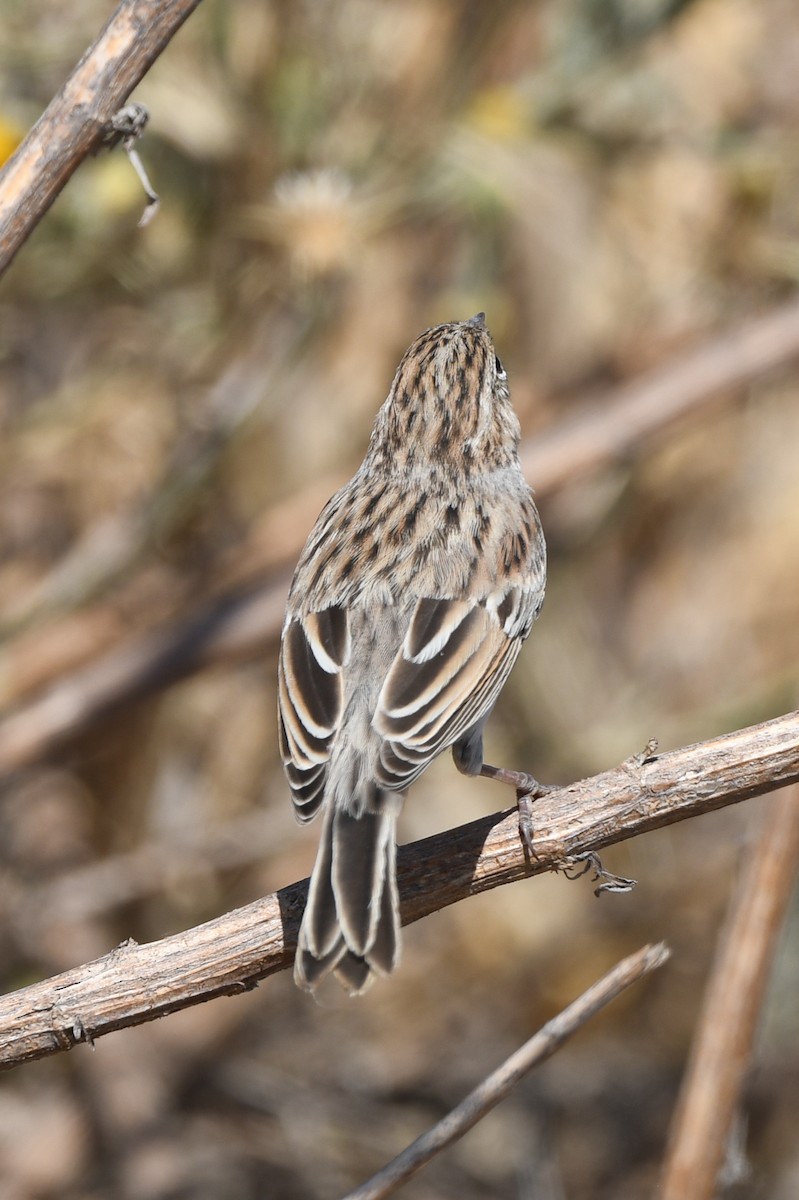 Brewer's Sparrow - ML608832593