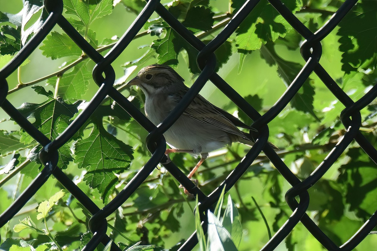 Clay-colored Sparrow - ML608832599