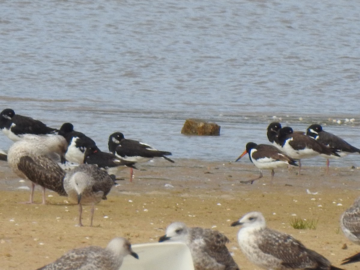 Eurasian Oystercatcher - ML608832662