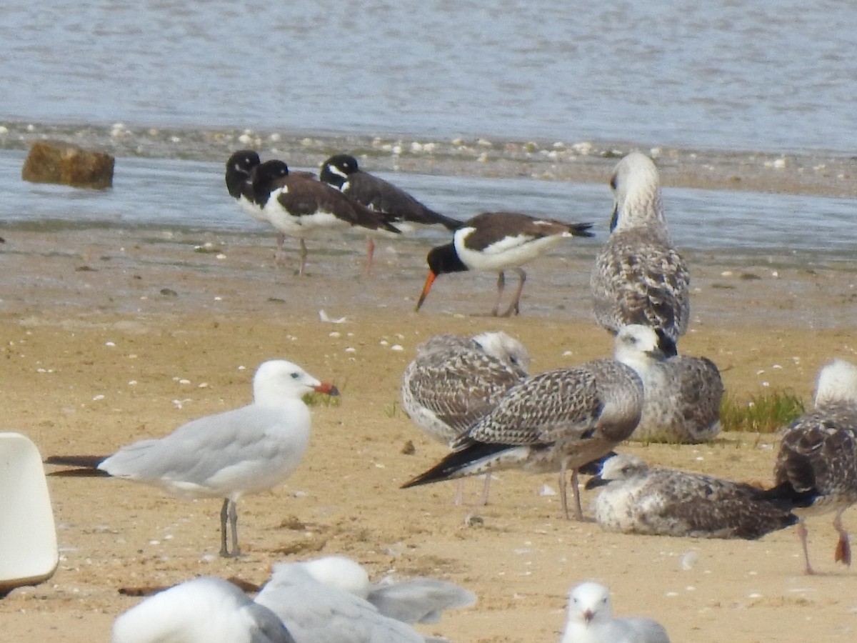 Eurasian Oystercatcher - ML608832663