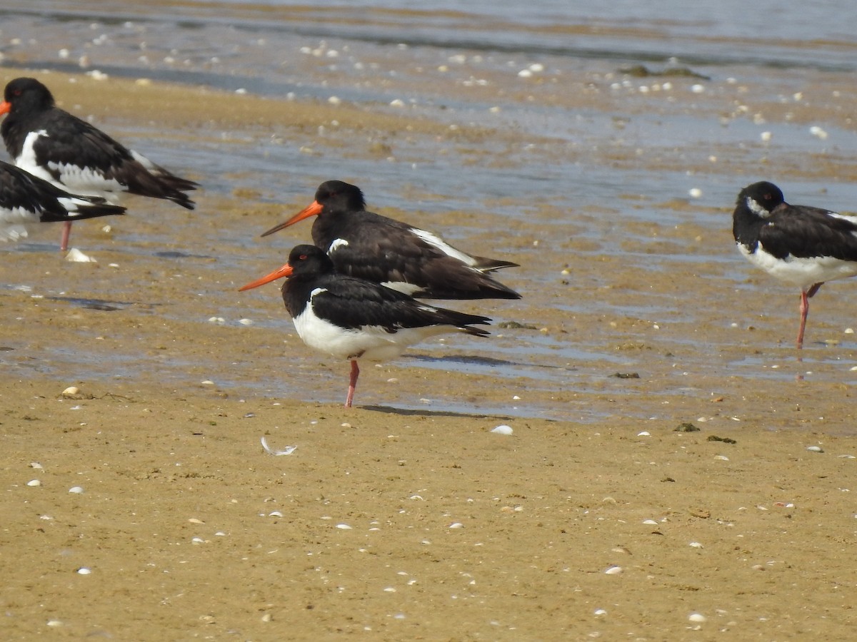 Eurasian Oystercatcher - ML608832671