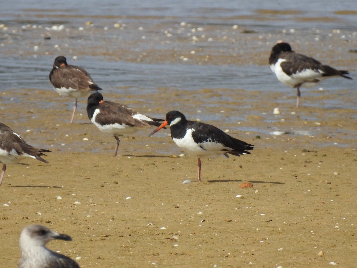 Eurasian Oystercatcher - ML608832672